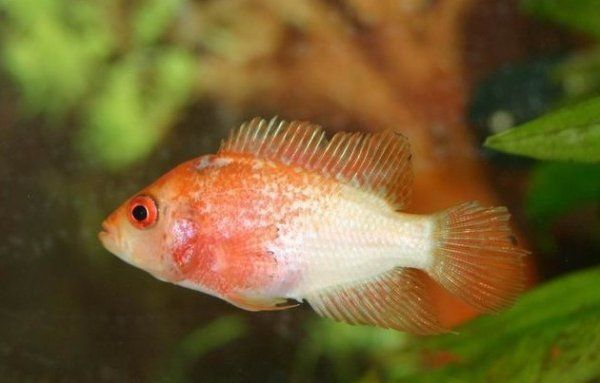 羅漢魚苗品種以及圖片