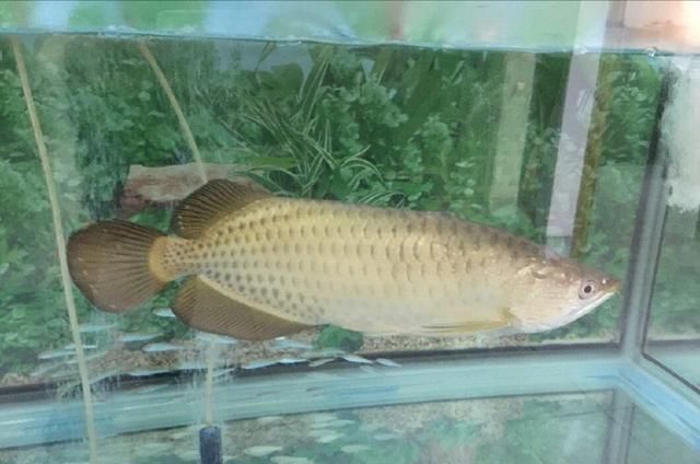 龍魚吃草金的好處：龍魚吃草金有什么好處？