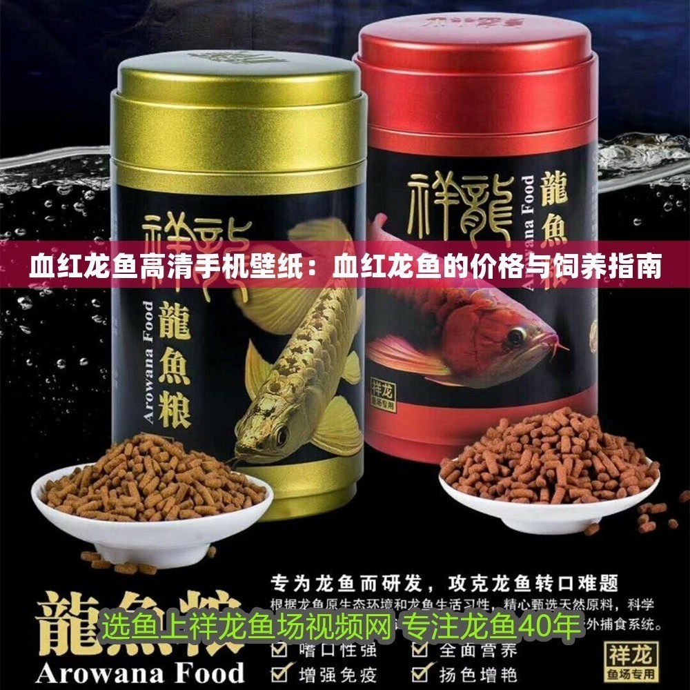 血紅龍魚高清手機壁紙：血紅龍魚的價格與飼養(yǎng)指南