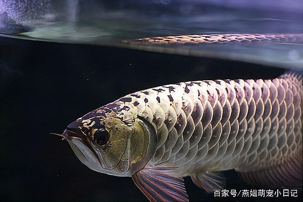 金頭龍魚和過背龍魚哪個更值錢？