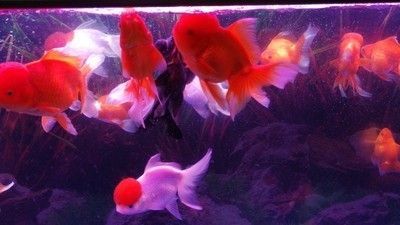 yee魚缸質量怎么樣（yee魚缸生態底濾系統詳解yee魚缸生態底濾系統詳解）