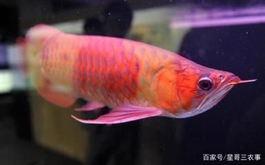 紅龍魚每天要喂多少食物（紅龍魚一天喂幾次，有什么喂食原則） 紅龍魚每天要喂多少食物（紅龍魚一天喂幾次，有什么喂食原則） 龍魚百科 第1張
