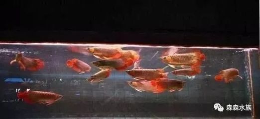 龍魚混養最佳搭配（龍魚與其他魚類混養的最佳搭配）