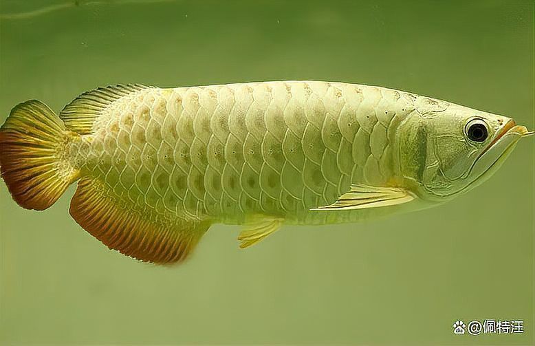 金龍魚要養多久成年魚
