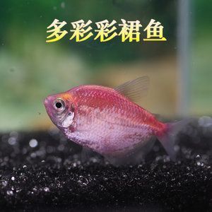 草缸養曼龍魚好不好（草缸養曼龍魚可以嗎）