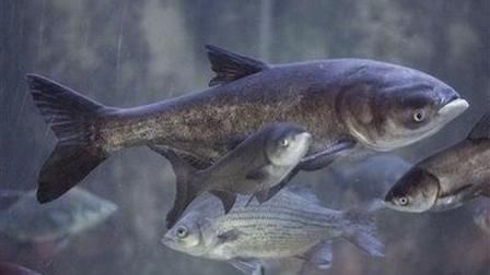 紅龍魚小時候一天喂幾次（紅龍魚一天喂幾次）