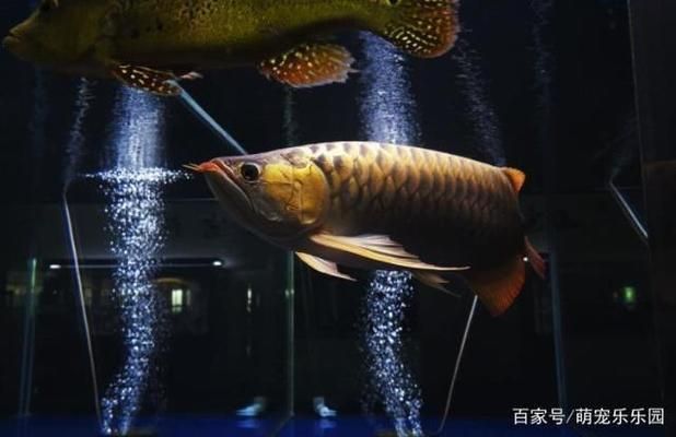 35厘米龍魚一天吃多少：35厘米的龍魚在喂食時應該注意以下幾點