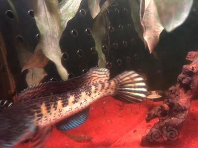 雷龍魚養一條：養殖雷龍魚需要注意水質管理、飼料選擇指南雷龍魚膽量訓練方法