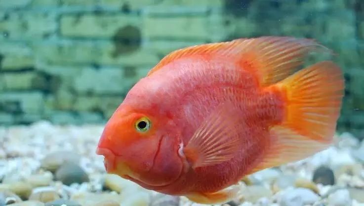 龍魚嘴巴爛了多久會死