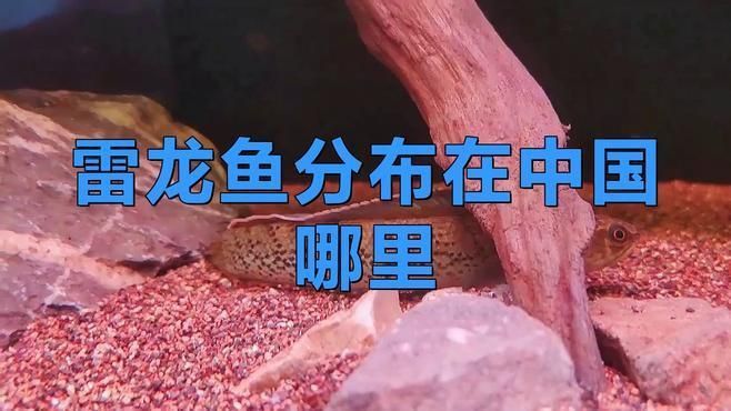 雷龍魚分布在中國哪里