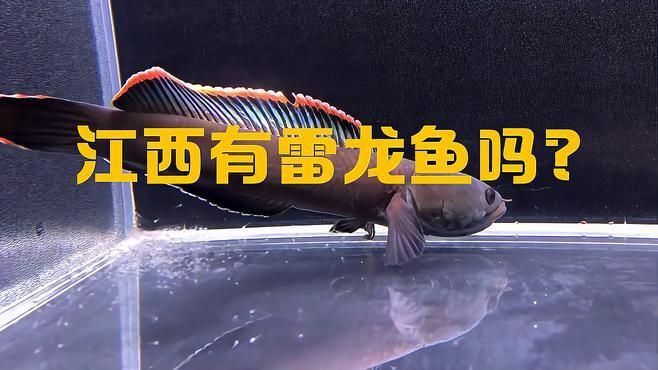 雷龍魚分布在中國哪里