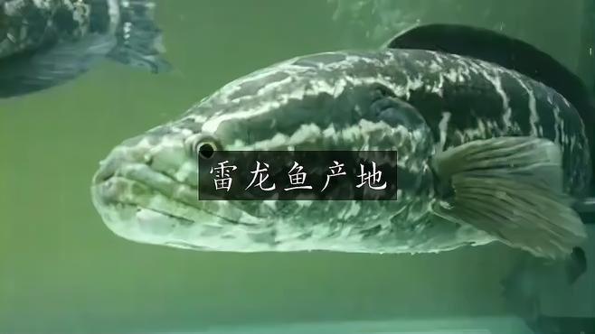 雷龍魚分布在中國哪里