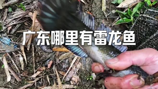 雷龍魚分布在中國哪里