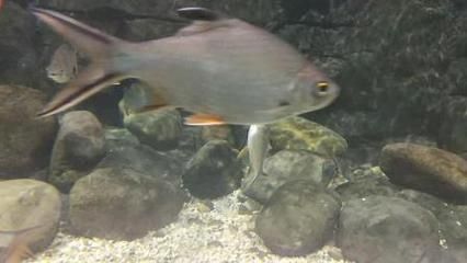 龍魚咬泰國鯽：龍魚咬泰國鯽嗎