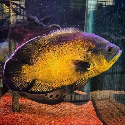 廣州龍魚養殖場在哪里：廣州龍魚養殖場，亞洲龍魚繁育的璀璨明珠