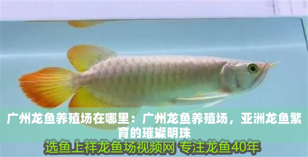 廣州龍魚養(yǎng)殖場在哪里：廣州龍魚養(yǎng)殖場，亞洲龍魚繁育的璀璨明珠