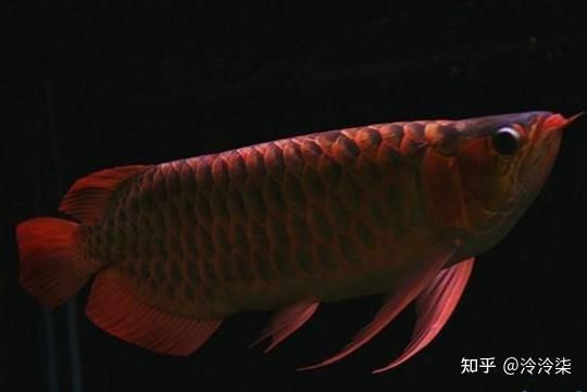 中國(guó)十大頂級(jí)龍魚 中國(guó)十大頂級(jí)龍魚 龍魚百科 第9張
