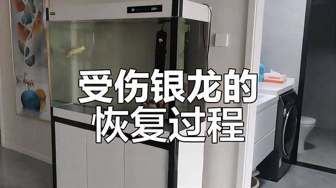 被銀龍魚咬了需要打疫苗嗎