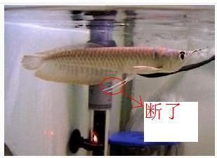 龍魚斷鰭多久長好：龍魚斷鰭后的恢復時間