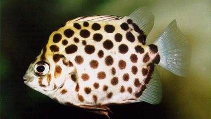 金鼓魚和龍魚混養：金鼓魚可以和龍魚混養嗎？ 金鼓魚和龍魚混養：金鼓魚可以和龍魚混養嗎？ 龍魚百科 第2張