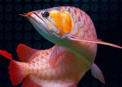 泥鰍的粘液對龍魚的影響：泥鰍體表的粘液對龍魚有什么影響 泥鰍的粘液對龍魚的影響：泥鰍體表的粘液對龍魚有什么影響 龍魚百科 第1張