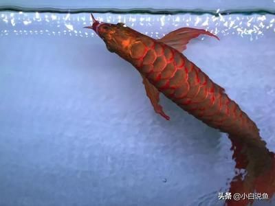 60厘米紅龍魚價格表：60厘米紅龍魚價格受品種、飼養成本、市場需求等因素影響 60厘米紅龍魚價格表：60厘米紅龍魚價格受品種、飼養成本、市場需求等因素影響 龍魚百科 第5張