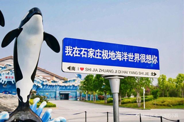 石家莊哪里有賣雷龍魚的市場啊 石家莊哪里有賣雷龍魚的市場啊 龍魚百科 第6張