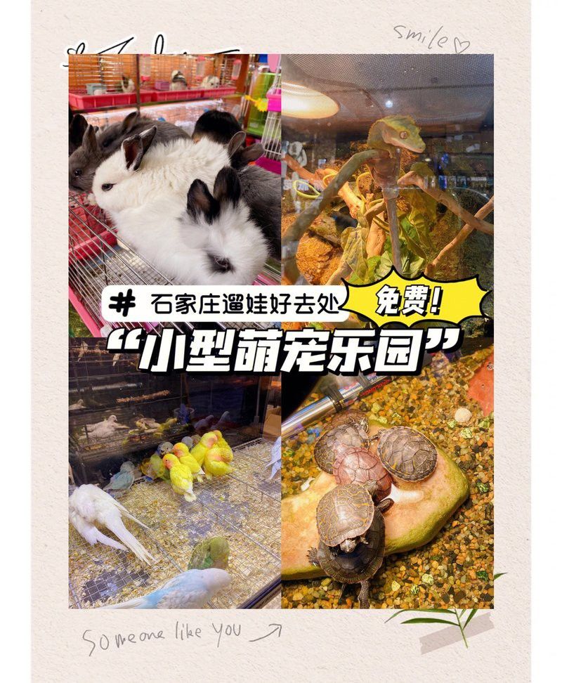 石家莊哪里有賣雷龍魚的市場啊 石家莊哪里有賣雷龍魚的市場啊 龍魚百科 第5張