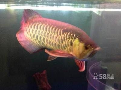 如何確認金龍魚死亡（如何判斷金龍魚是否死亡）