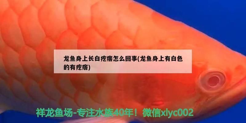 龍魚白色絮狀物是什么：龍魚身上出現(xiàn)白疙瘩是怎么回事龍魚身上出現(xiàn)白疙瘩的原因