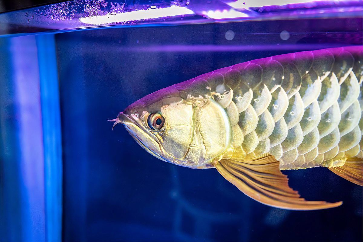 金龍魚什么魚不吃