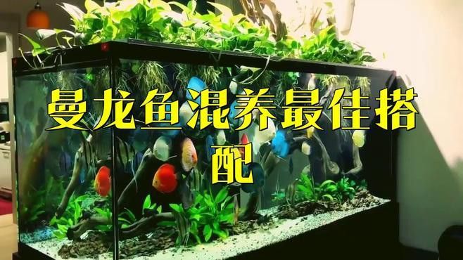 藍曼龍魚混養(yǎng)