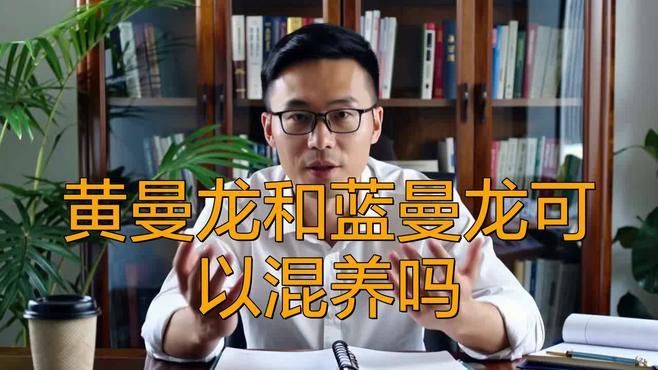 藍曼龍魚混養(yǎng)