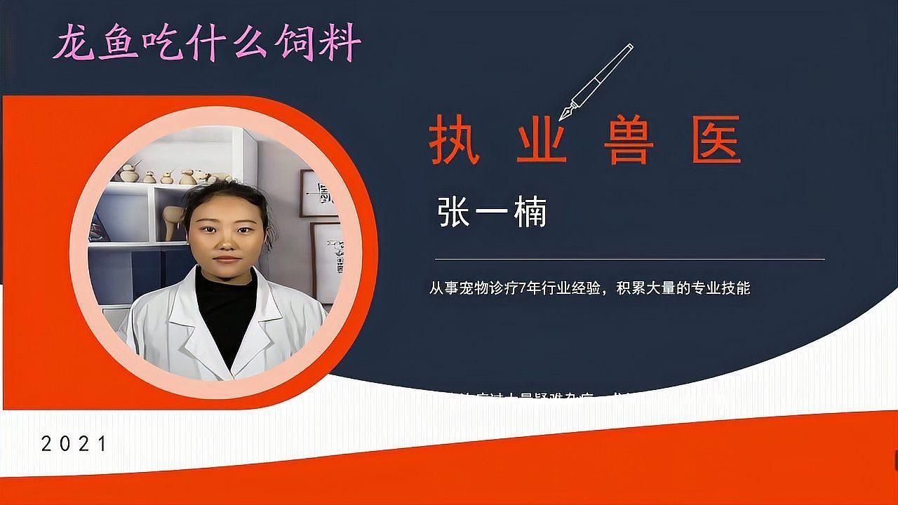 如何給紅龍魚提供均衡的飲食？