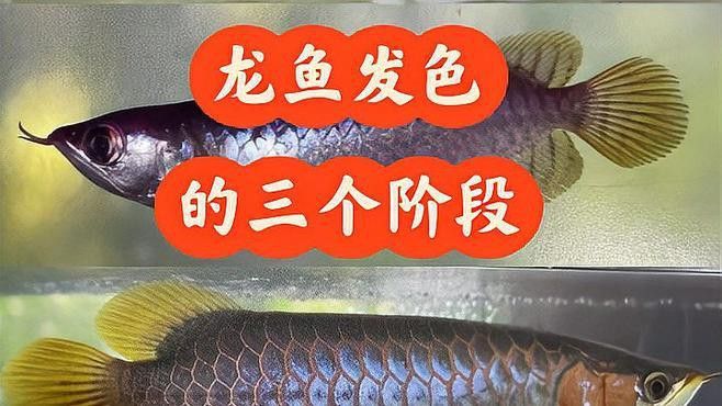 如何促進過背金龍魚的發色？ 如何促進過背金龍魚的發色？ 龍魚百科 第5張