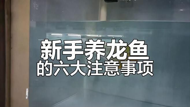 龍魚好養嗎,要求高嗎視頻教程 龍魚好養嗎,要求高嗎視頻教程 龍魚百科 第3張