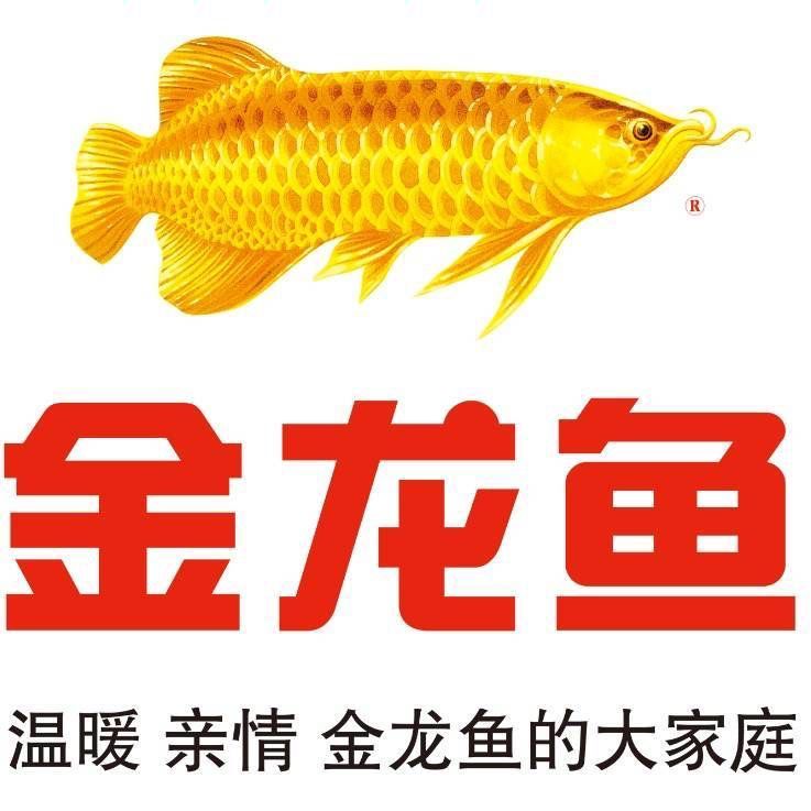 金龍魚門店文員的工作難度：金龍魚門店文員的工作難度：金龍魚門店文員好做嗎？ 金龍魚門店文員的工作難度：金龍魚門店文員的工作難度：金龍魚門店文員好做嗎？ 龍魚百科 第1張
