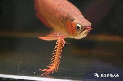 龍魚喂什么魚好養：如何給龍魚選擇活餌，龍魚飲食中的營養搭配