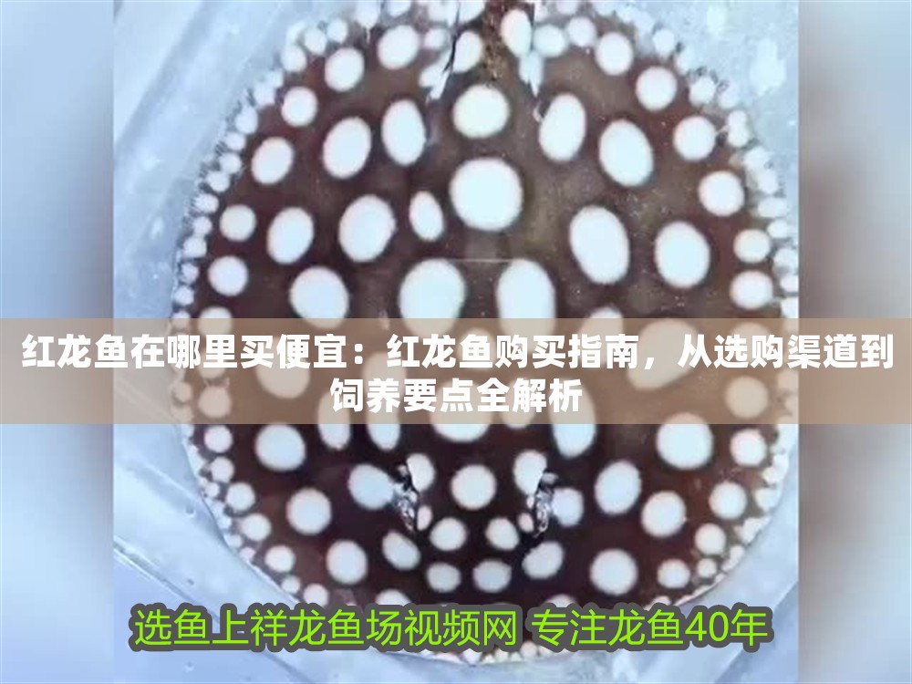 紅龍魚在哪里買便宜：紅龍魚購買指南，從選購渠道到飼養要點全解析