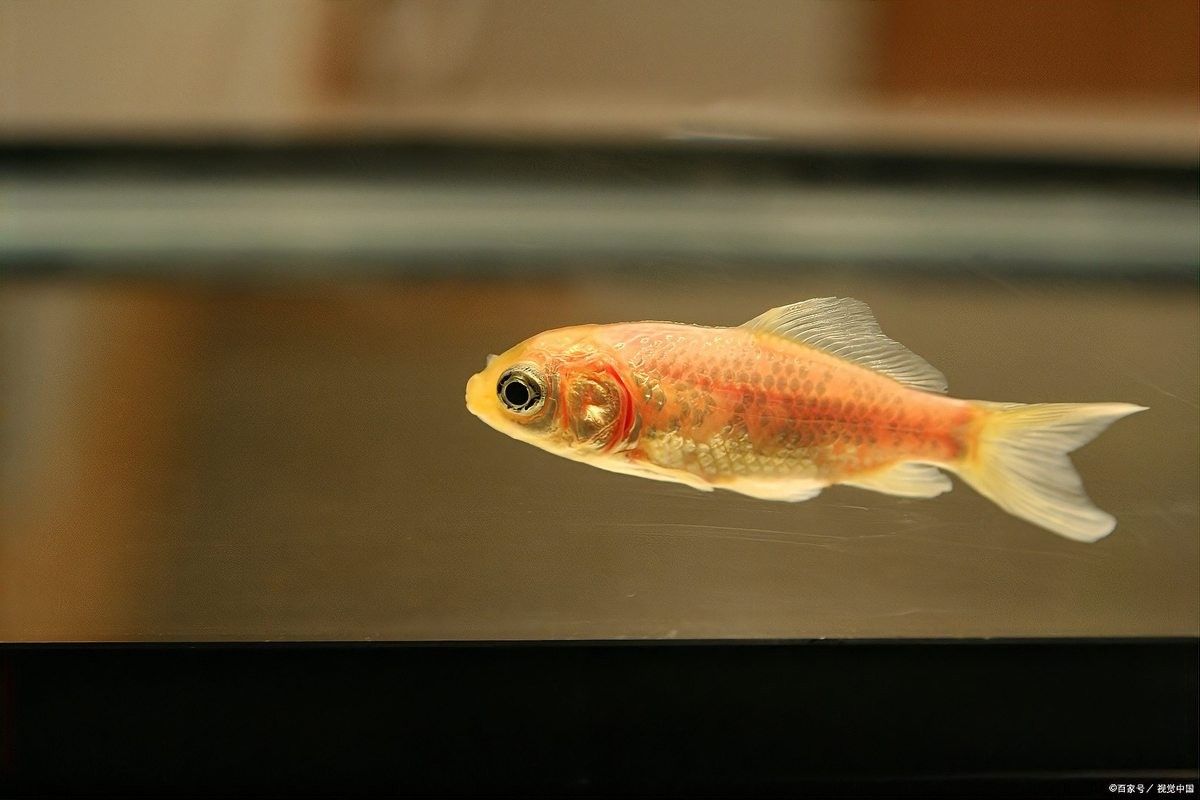 銀龍魚不想養了怎么處理