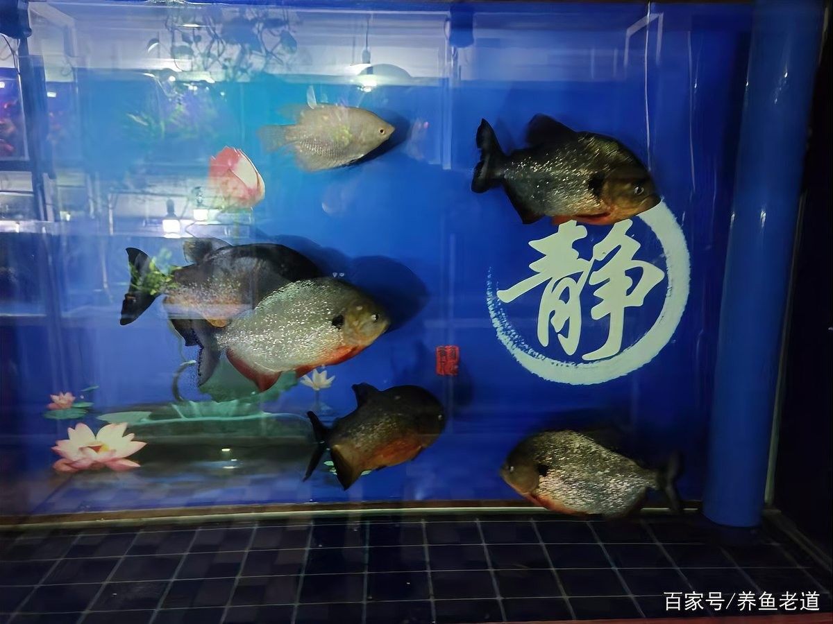 銀龍魚不想養了怎么處理