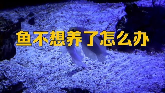 銀龍魚不想養了怎么處理