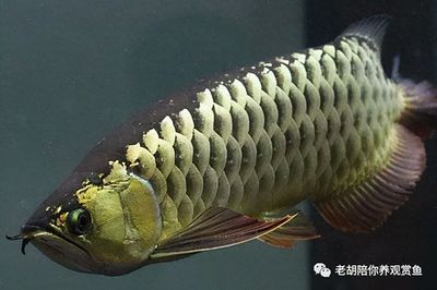 龍魚是高背好還是過背好養:高背和過背的區別 龍魚百科 第3張 龍魚是高背好還是過背好養:高背和過背的區別 龍魚是高背好還是過背好養:高背和過背的區別 龍魚百科 第3張