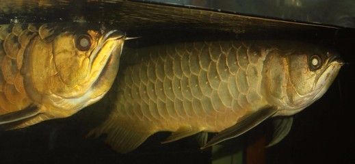 龍魚(yú)顏色變淺身體發(fā)白：龍魚(yú)顏色變淺和身體發(fā)白可能是由多種因素引起的
