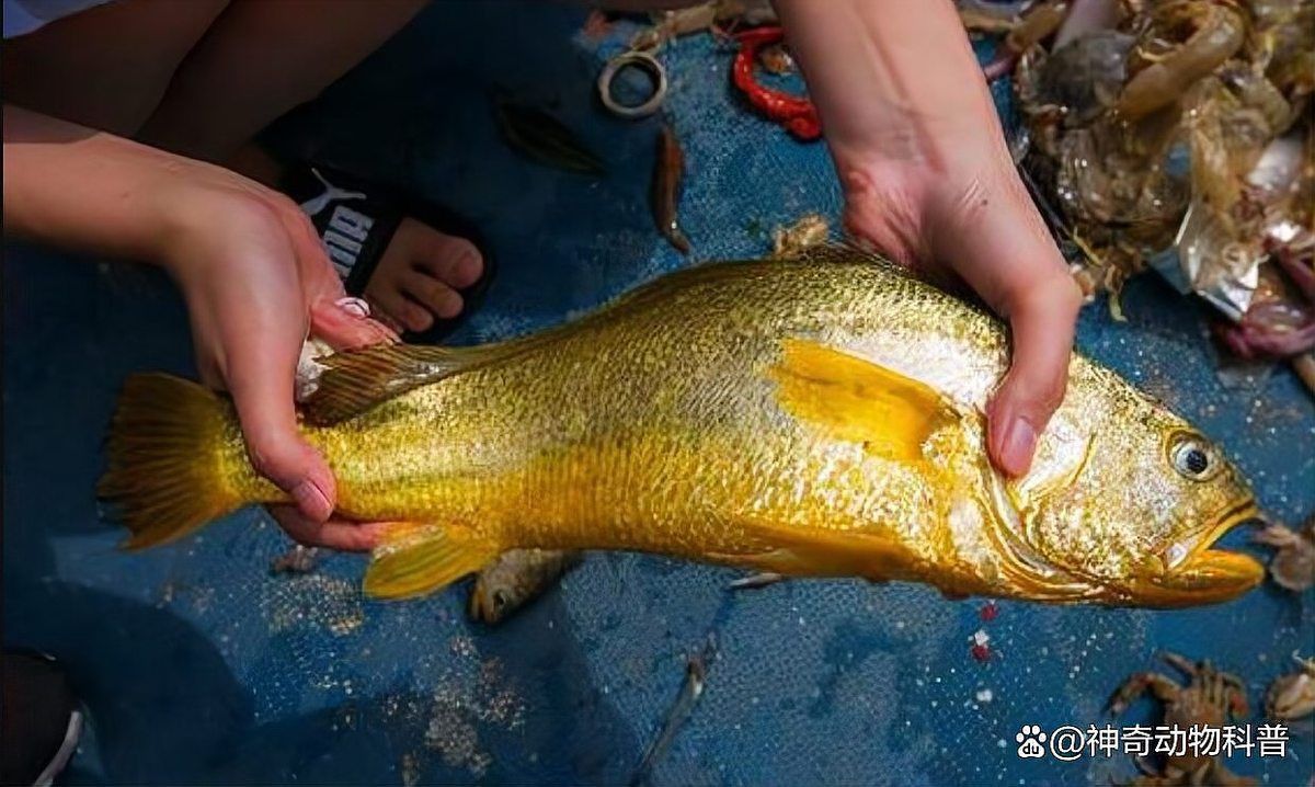 全球10種頂級(jí)魚(yú)排名