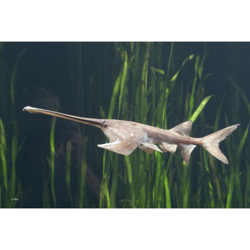 全球10種頂級(jí)魚(yú)排名