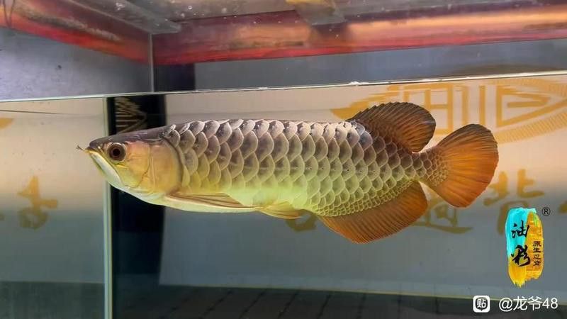 龍魚水泡病會(huì)自愈嗎？