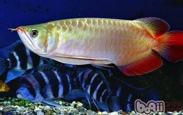 龍魚水泡病會(huì)自愈嗎？