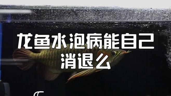 龍魚水泡病會(huì)自愈嗎？
