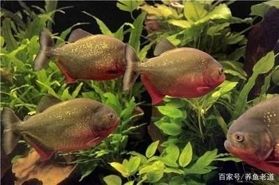 龍魚倒缸后半個月不吃食了怎么辦：龍魚倒缸后半個月不吃食了怎么辦龍魚倒缸后半個月不吃食了怎么辦 龍魚倒缸后半個月不吃食了怎么辦：龍魚倒缸后半個月不吃食了怎么辦龍魚倒缸后半個月不吃食了怎么辦 龍魚百科 第1張